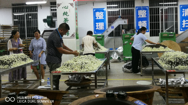 花茶比賽照片2.jpg 花茶比賽照片2.jpg